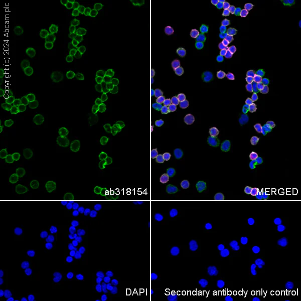 Immunocytochemistry/ Immunofluorescence - Anti-CD45 antibody [RM2051] - BSA and Azide free (AB318155)