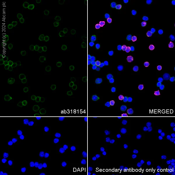 Immunocytochemistry/ Immunofluorescence - Anti-CD45 antibody [RM2051] - BSA and Azide free (AB318155)