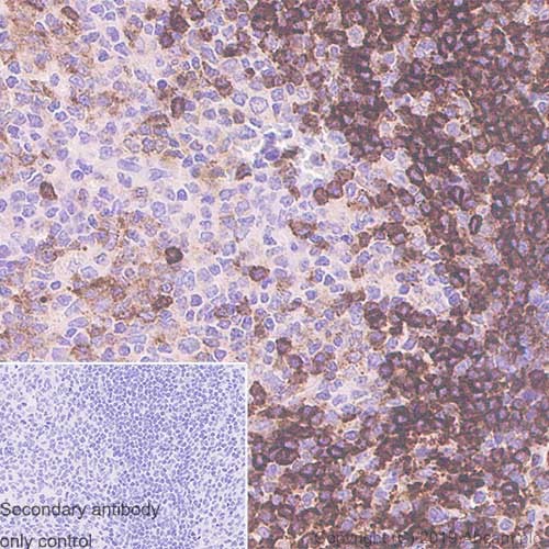 Immunohistochemistry (Formalin/PFA-fixed paraffin-embedded sections) - Anti-CD45RA antibody [4KB5] - BSA and Azide free (AB256137), expandable thumbnail