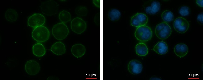 Immunocytochemistry/ Immunofluorescence - Anti-CD45RA antibody [GT0014] - BSA and Azide free (AB308425), expandable thumbnail