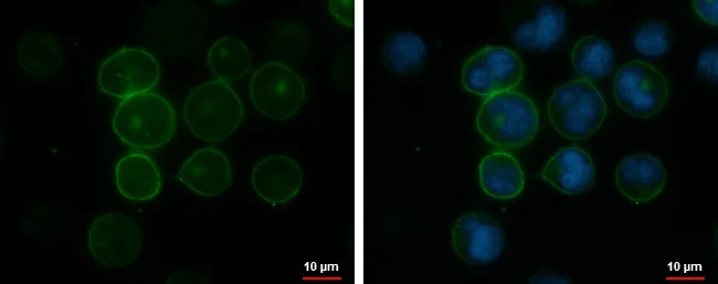 Immunocytochemistry/ Immunofluorescence - Anti-CD45RA antibody [GT0014] - BSA and Azide free (AB308425)