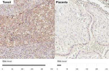 Immunohistochemistry (Formalin/PFA-fixed paraffin-embedded sections) - Anti-CD45RA antibody [GT0014] - BSA and Azide free (AB308425)