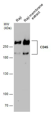 Western blot - Anti-CD45RA antibody [GT0014] - BSA and Azide free (AB308425)
