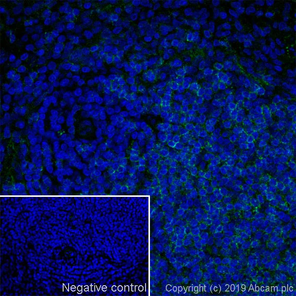 Immunohistochemistry (Frozen sections) - Anti-CD45RA antibody [MRC OX-33] - BSA and Azide free (AB244569)