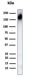 Western blot - Anti-CD45RA antibody [PTPRC/1148] (AB218501), expandable thumbnail