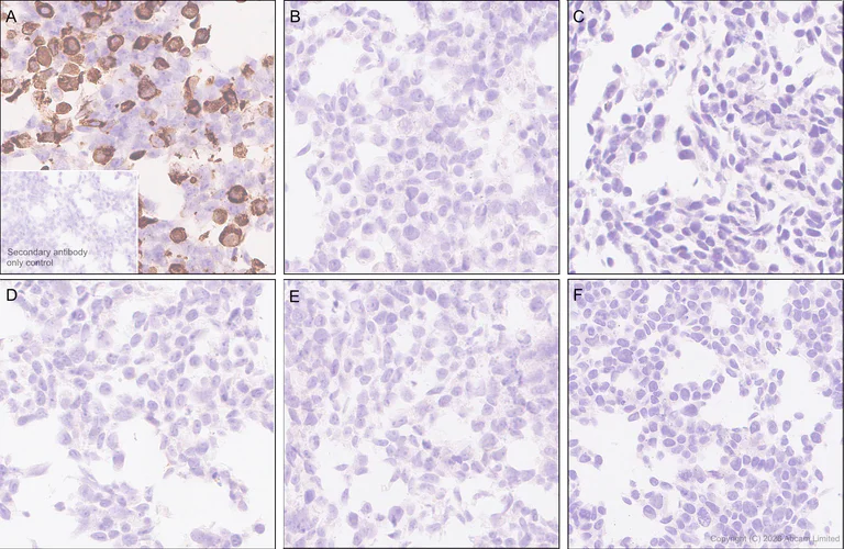 Immunohistochemistry (Formalin/PFA-fixed paraffin-embedded sections) - Anti-CD45RB antibody [EPR31068-523] - BSA and Azide free (AB326731)