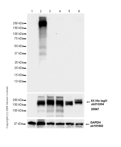 Western blot - Anti-CD45RB antibody [EPR31068-523] - BSA and Azide free (AB326731)