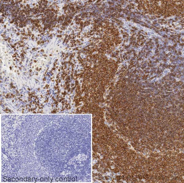 Immunohistochemistry (Formalin/PFA-fixed paraffin-embedded sections) - Anti-CD45RC antibody [MRC OX-22] (AB33945)