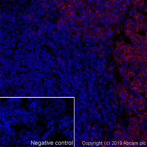 Immunohistochemistry (Frozen sections) - Anti-CD45RC antibody [MRC OX-22] - BSA and Azide free (AB244570)