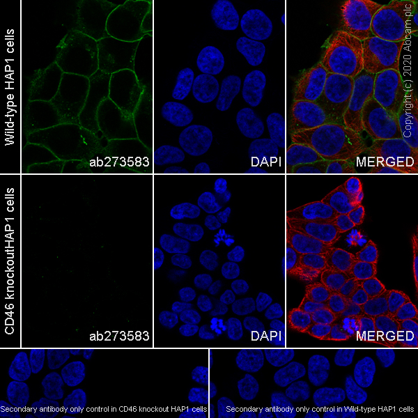 Immunocytochemistry/ Immunofluorescence - Anti-CD46 antibody [EPR23242-171] (AB273583), expandable thumbnail