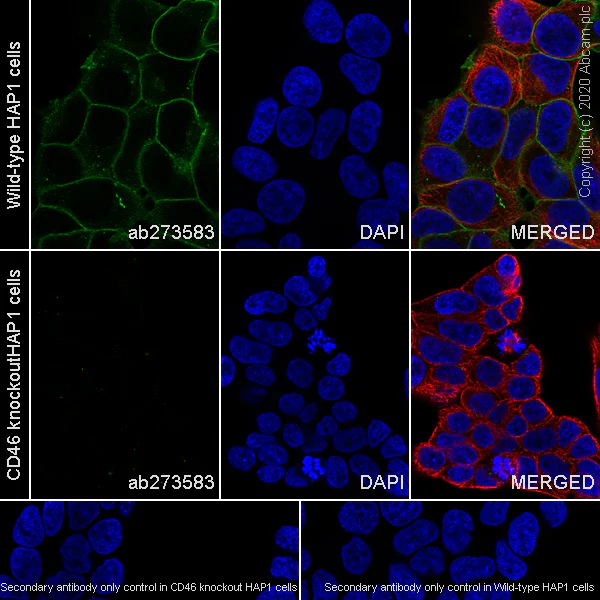 Immunocytochemistry/ Immunofluorescence - Anti-CD46 antibody [EPR23242-171] (AB273583)