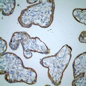 Immunohistochemistry (Formalin/PFA-fixed paraffin-embedded sections) - Anti-CD46 antibody [EPR4014] - BSA and Azide free (AB271871), expandable thumbnail