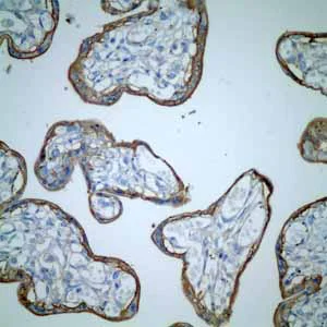 Immunohistochemistry (Formalin/PFA-fixed paraffin-embedded sections) - Anti-CD46 antibody [EPR4014] - BSA and Azide free (AB271871)
