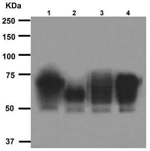 Western blot - Anti-CD46 antibody [EPR4014] - BSA and Azide free (AB271871)