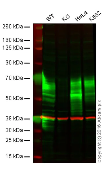Western blot - Anti-CD46 antibody [EPR4014] - BSA and Azide free (AB271871)