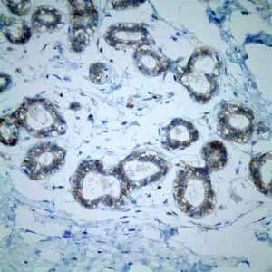 Immunohistochemistry (Formalin/PFA-fixed paraffin-embedded sections) - Anti-CD46 antibody [EPR4014] - Low endotoxin, Azide free (AB229446)