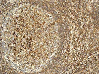 Immunohistochemistry (Formalin/PFA-fixed paraffin-embedded sections) - Anti-CD46 antibody [EPR4014] - Low endotoxin, Azide free (AB229446)