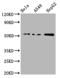 Western blot - Anti-CD47 antibody [4G11] (AB314170)