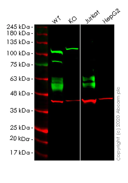 Western blot - Anti-CD47 antibody [EPR21794] - BSA and Azide free (AB233122)