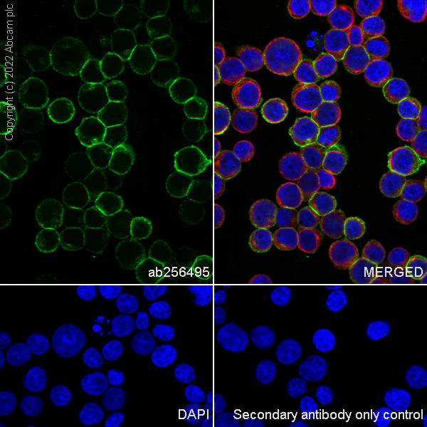 Immunocytochemistry/ Immunofluorescence - Anti-CD47 antibody [EPR23002-67] (AB256495)