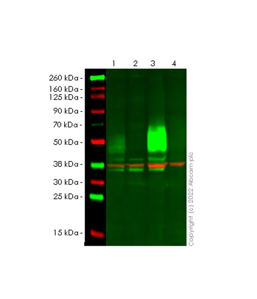 Western blot - Anti-CD47 antibody [EPR24922-21] (AB300124)