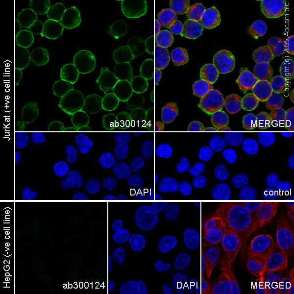 Immunocytochemistry/ Immunofluorescence - Anti-CD47 antibody [EPR24922-21] (BSA and Azide free) (AB300125)