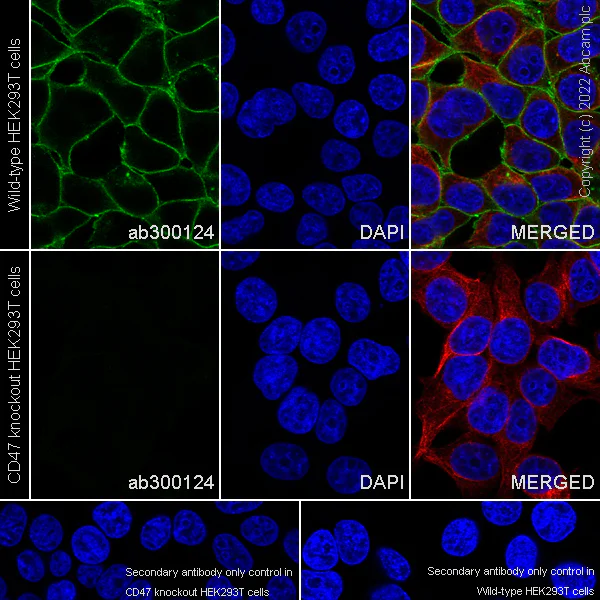 Immunocytochemistry/ Immunofluorescence - Anti-CD47 antibody [EPR24922-21] (BSA and Azide free) (AB300125)