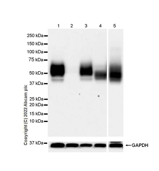 Western blot - Anti-CD47 antibody [EPR24922-21] (BSA and Azide free) (AB300125)