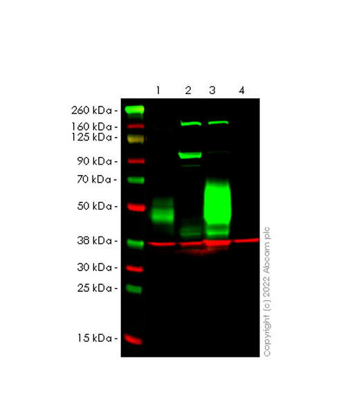 Western blot - Anti-CD47 antibody [EPR24922-5] (AB300435), expandable thumbnail