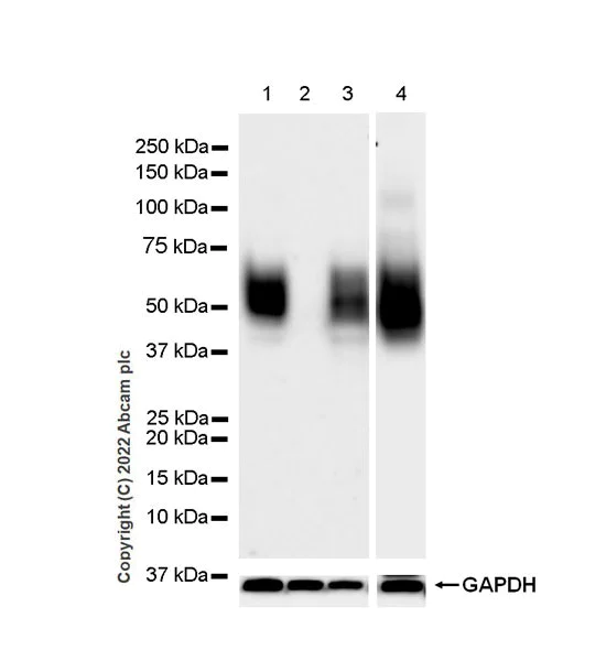 Western blot - Anti-CD47 antibody [EPR24922-5] (BSA and Azide free) (AB300436)