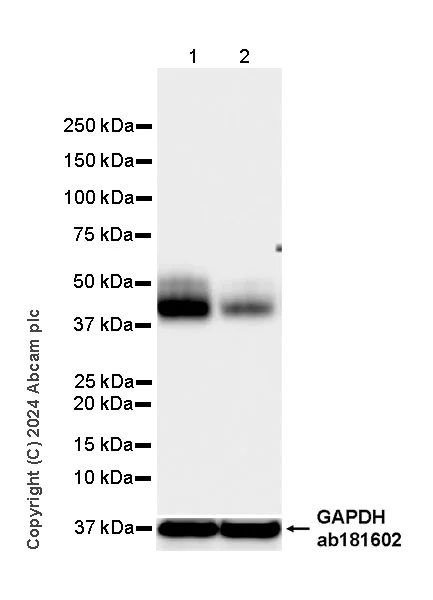 Western blot - Anti-CD47 antibody [EPR28770-376] (AB319049)