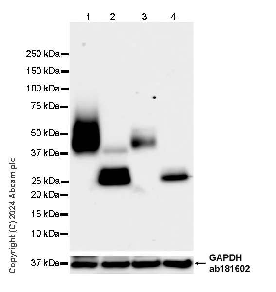 Western blot - Anti-CD47 antibody [EPR28770-376] (AB319049)