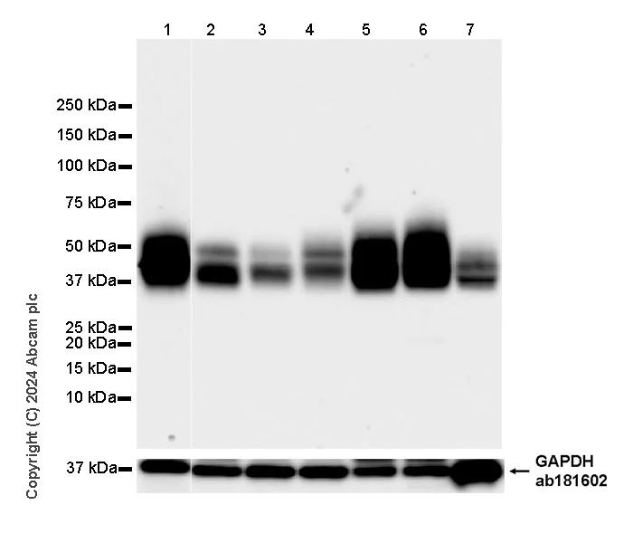 Western blot - Anti-CD47 antibody [EPR28770-376] (AB319049)
