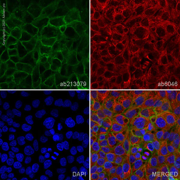 Immunocytochemistry - Anti-CD47 antibody [IAP/964] - BSA and Azide free (AB213079)