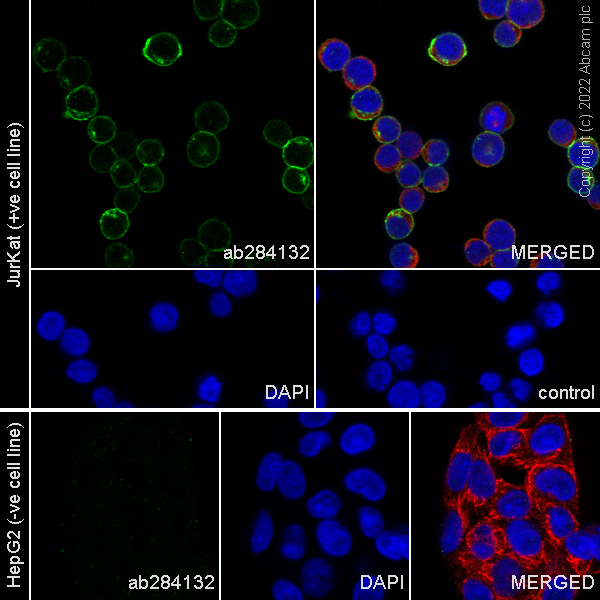 Immunocytochemistry/ Immunofluorescence - Anti-CD47 antibody [RM1014] (ab284132), expandable thumbnail