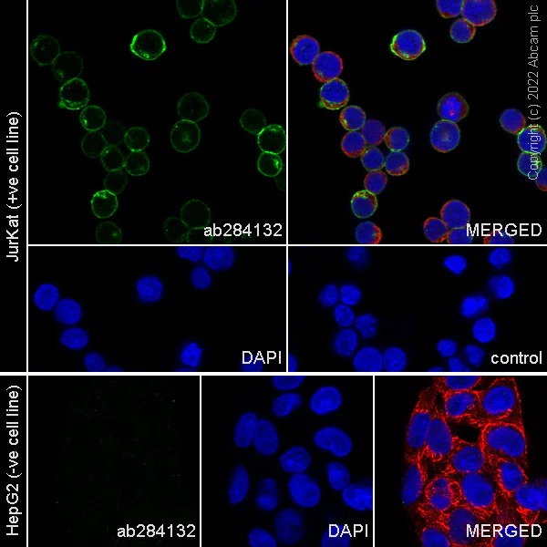 Immunocytochemistry/ Immunofluorescence - Anti-CD47 antibody [RM1014] (AB284132)