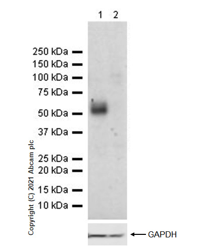 Western blot - Anti-CD47 antibody [RM1014] (AB284132), expandable thumbnail