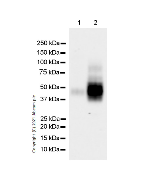 Western blot - Anti-CD47 antibody [RM1014] (AB284132), expandable thumbnail