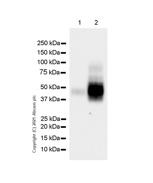 Western blot - Anti-CD47 antibody [RM1014] (AB284132)
