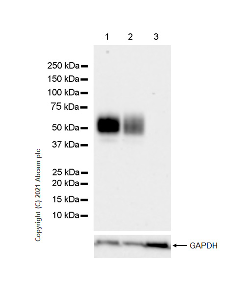 Western blot - Anti-CD47 antibody [RM1014] (AB284132), expandable thumbnail