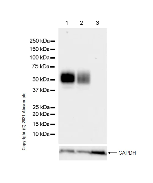 Western blot - Anti-CD47 antibody [RM1014] - BSA and Azide free (AB284138)