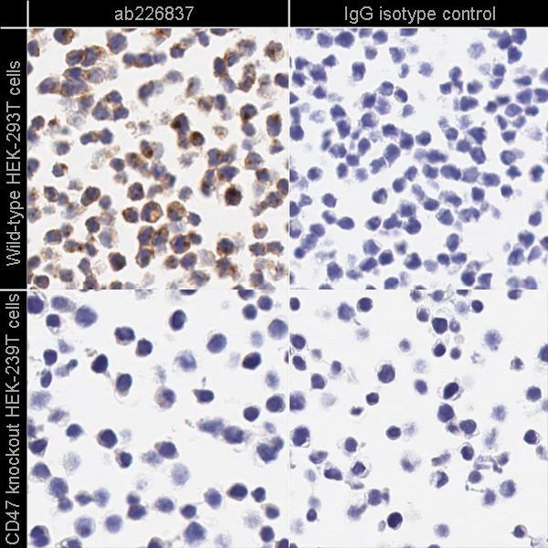 Immunohistochemistry (Formalin/PFA-fixed paraffin-embedded sections) - Anti-CD47 antibody [SP279] - BSA and Azide free (AB236234)
