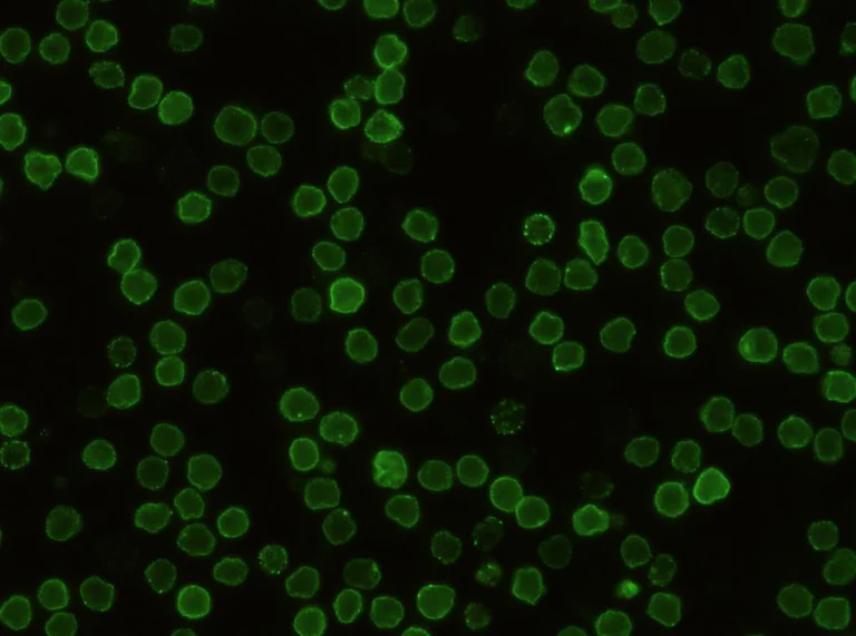 Immunocytochemistry - Anti-CD48 antibody [341] - BSA and Azide free (AB277141)