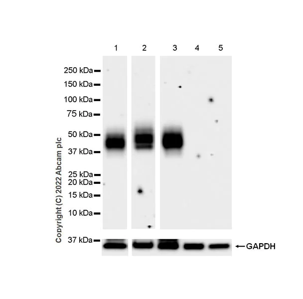Western blot - Anti-CD48 antibody [EPR26531-77] (AB302708)
