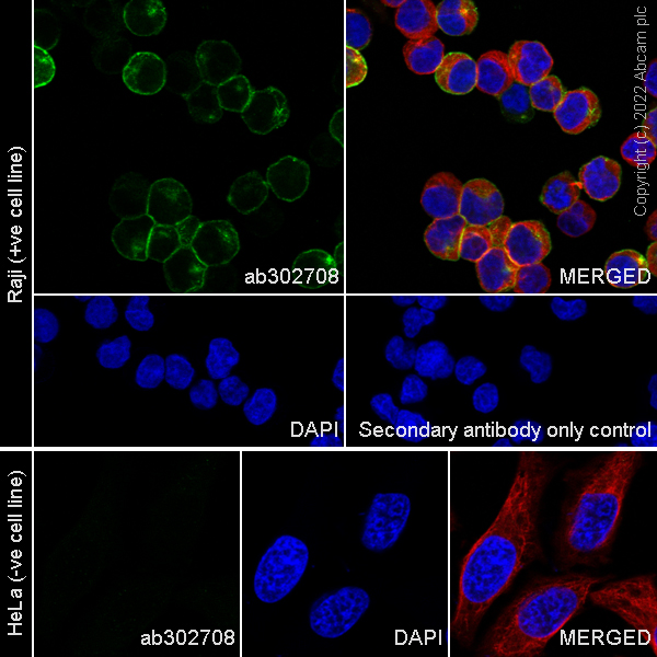 Immunocytochemistry/ Immunofluorescence - Anti-CD48 antibody [EPR26531-77] (BSA and Azide free) (AB302709), expandable thumbnail