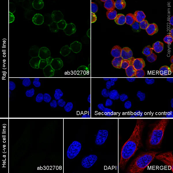Immunocytochemistry/ Immunofluorescence - Anti-CD48 antibody [EPR26531-77] (BSA and Azide free) (AB302709)