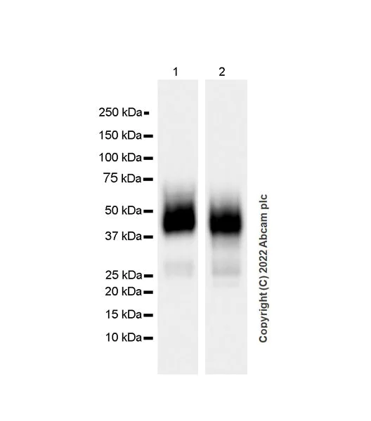 Western blot - Anti-CD48 antibody [EPR26531-77] (BSA and Azide free) (AB302709)