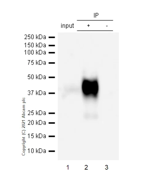 Immunoprecipitation - Anti-CD48 antibody [EPR4108] (AB134049)