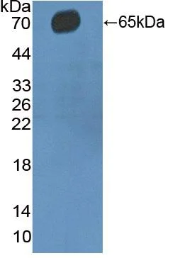 Western blot - Anti-CD5 antibody (AB232713)