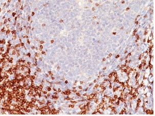 Immunohistochemistry (Formalin/PFA-fixed paraffin-embedded sections) - Anti-CD5 antibody [C5/473 + CD5/54/F6] - BSA and Azide free (AB213004), expandable thumbnail